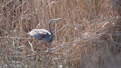 Erguvani balıkçıl