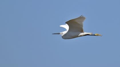 Küçük ak balıkçıl