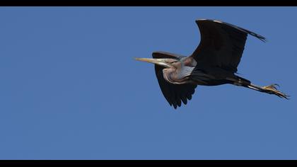 Erguvani balıkçıl