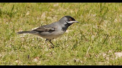 Karaboğazlı ötleğen