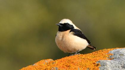 Karakulaklı kuyrukkakan