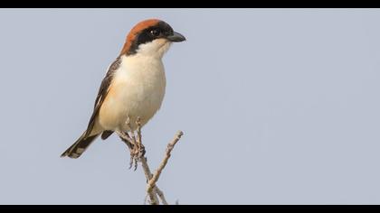 Kızılbaşlı örümcekkuşu