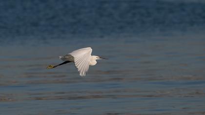 Küçük ak balıkçıl