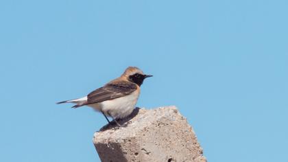 Karakulaklı kuyrukkakan