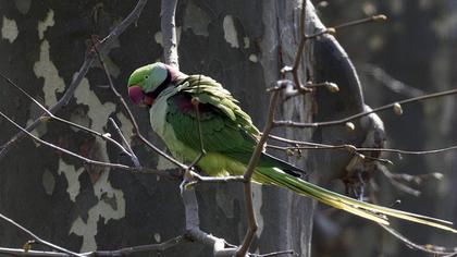 İskender papağanı