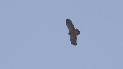 Küçük orman kartalı