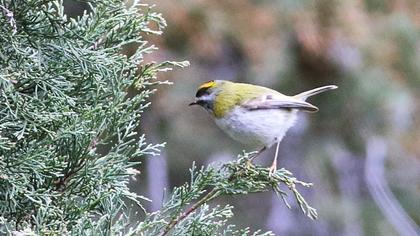 Sürmeli çalıkuşu