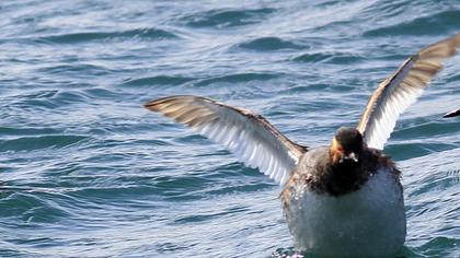 Karaboyunlu batağan