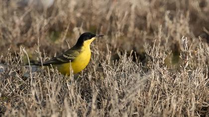 Sarı kuyruksallayan