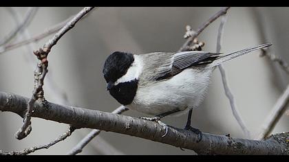 Akyanaklı baştankara