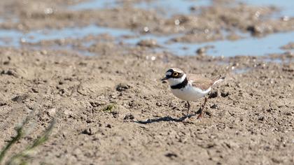 Halkalı küçük cılıbıt
