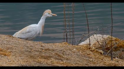 Sığır balıkçılı