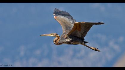 Erguvani balıkçıl