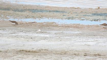 Sarıbacaklı kumkuşu