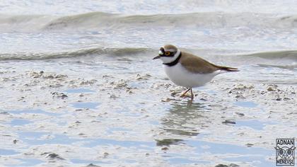 Halkalı küçük cılıbıt