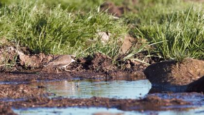 Halkalı küçük cılıbıt