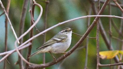 Sarıkaşlı çıvgın