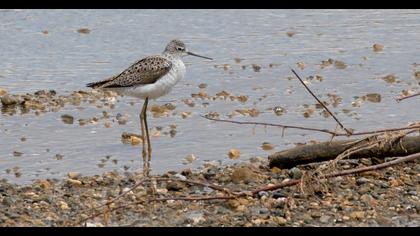 Bataklık düdükçünü