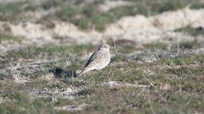 Türkistan çorak toygarı