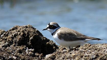 Halkalı küçük cılıbıt
