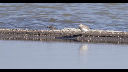 Karakarınlı kumkuşu
