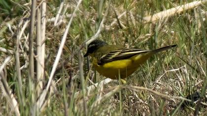 Sarı kuyruksallayan