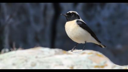 Karakulaklı kuyrukkakan