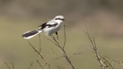 Büyük örümcekkuşu