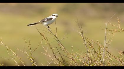 Büyük örümcekkuşu