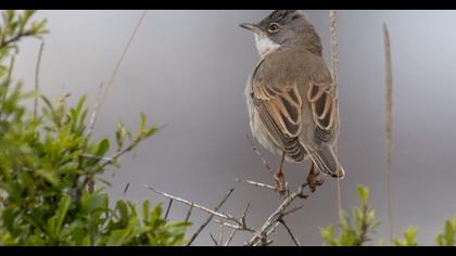 Akgerdanlı ötleğen