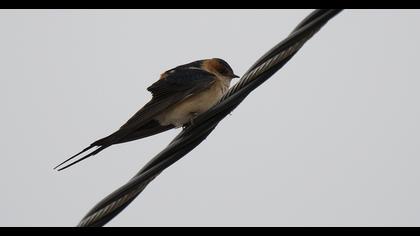 Kızıl kırlangıç