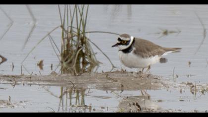 Halkalı küçük cılıbıt