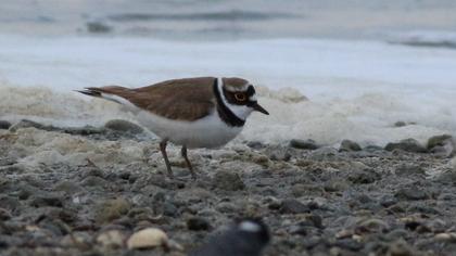 Halkalı küçük cılıbıt