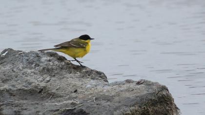 Sarı kuyruksallayan