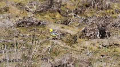Sarıbaşlı kuyruksallayan