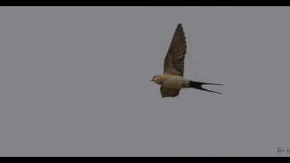 Kızıl kırlangıç