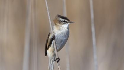 Bıyıklı kamışçın