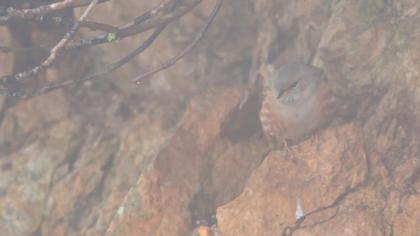 Büyük dağbülbülü