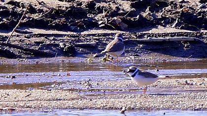 Halkalı küçük cılıbıt