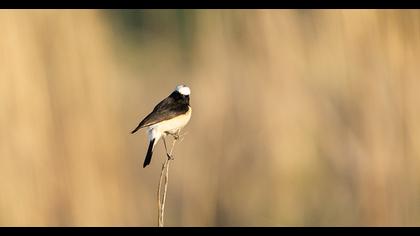 Kıbrıs kuyrukkakanı