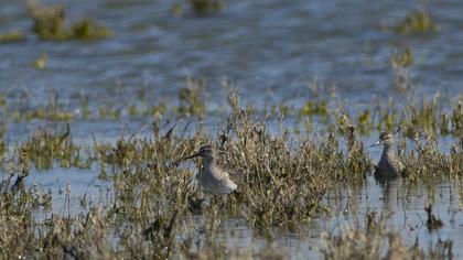 Orman düdükçünü
