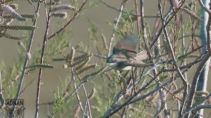 Küçük akgerdanlı ötleğen