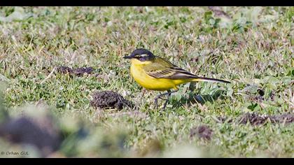Sarı kuyruksallayan