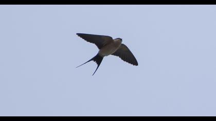 Kızıl kırlangıç