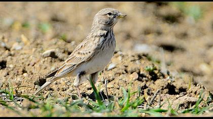 Türkistan çorak toygarı