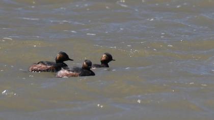 Karaboyunlu batağan