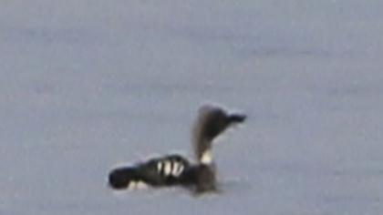 Karagerdanlı dalgıç