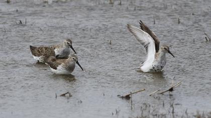 Karakarınlı kumkuşu
