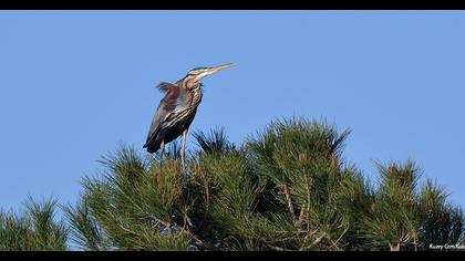Erguvani balıkçıl