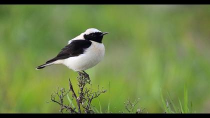 Karakulaklı kuyrukkakan